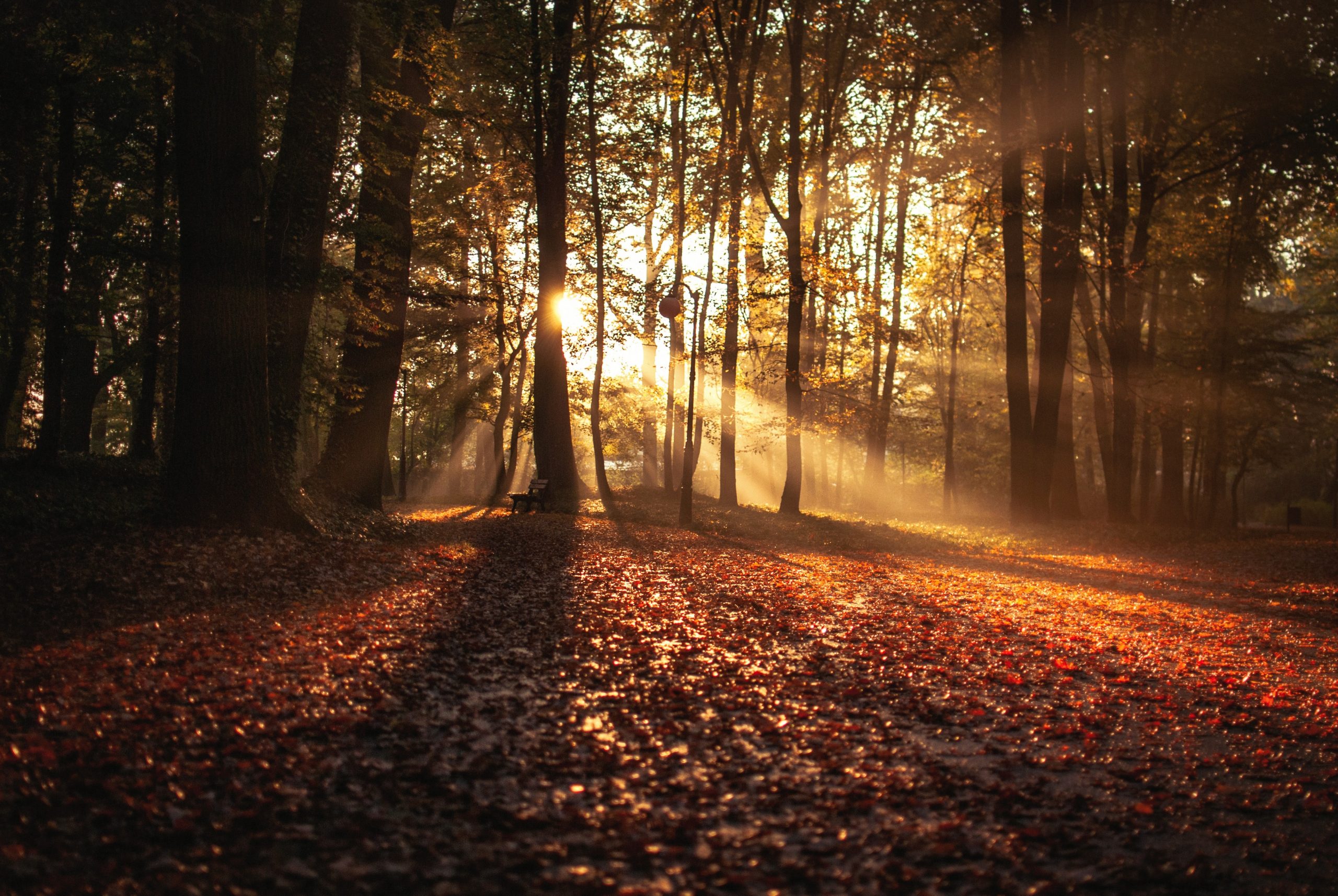 The Return of “A Walk In The Park”