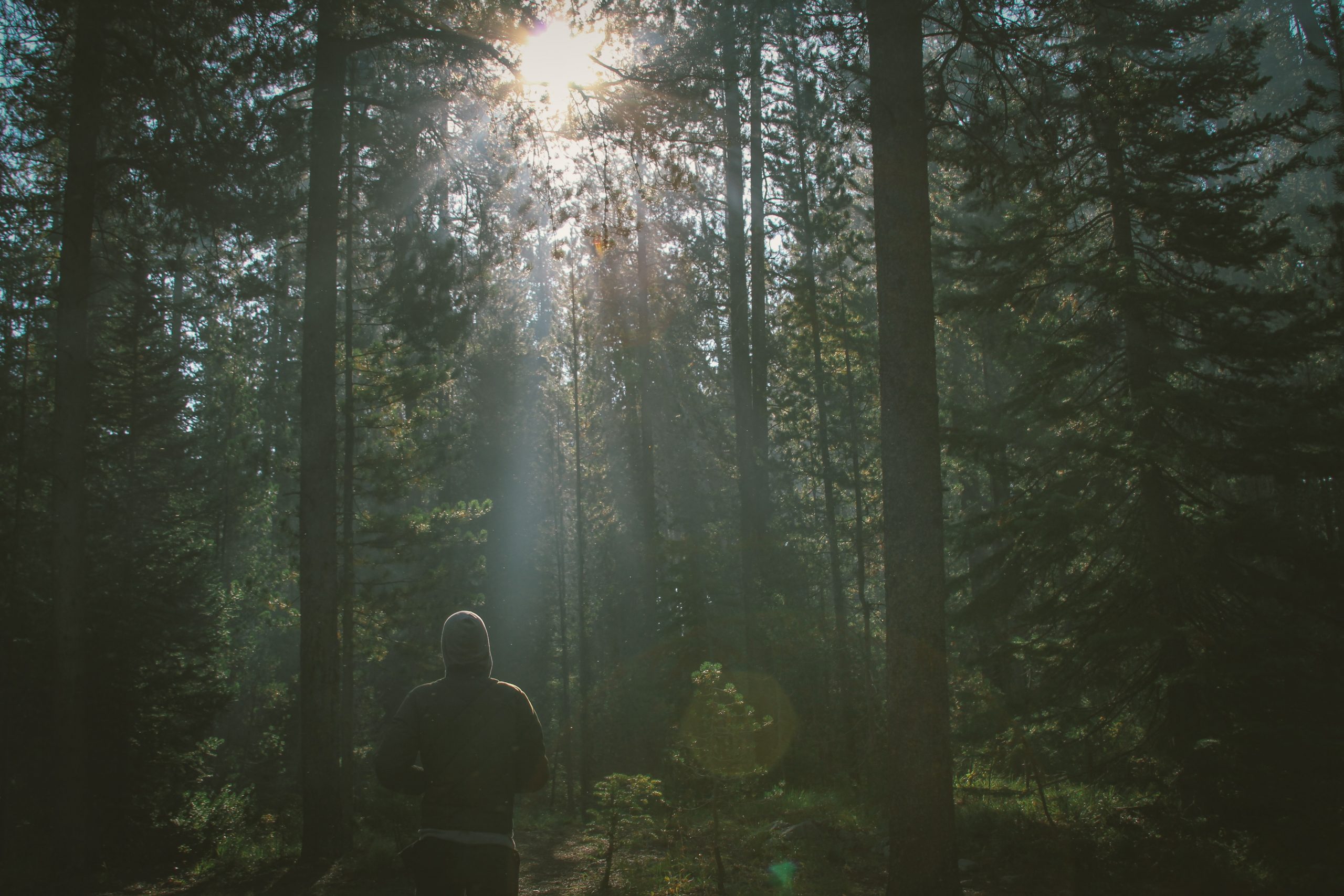 No Fear In The Wilderness