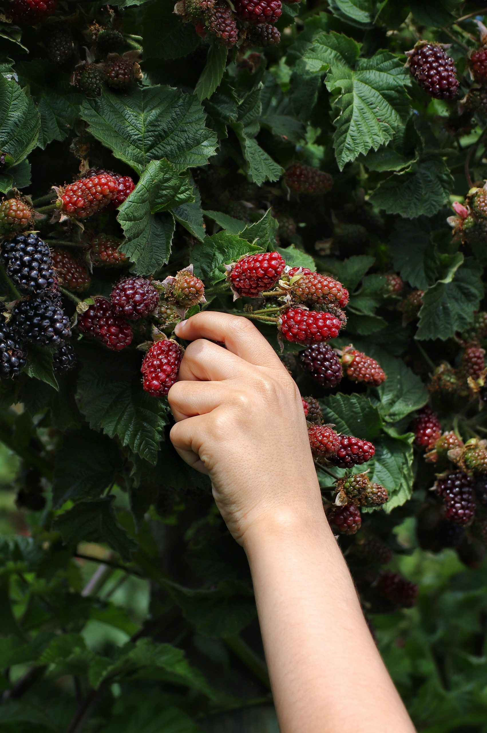 Why Aren’t We Cultivating Paradise and Growing Gardens?