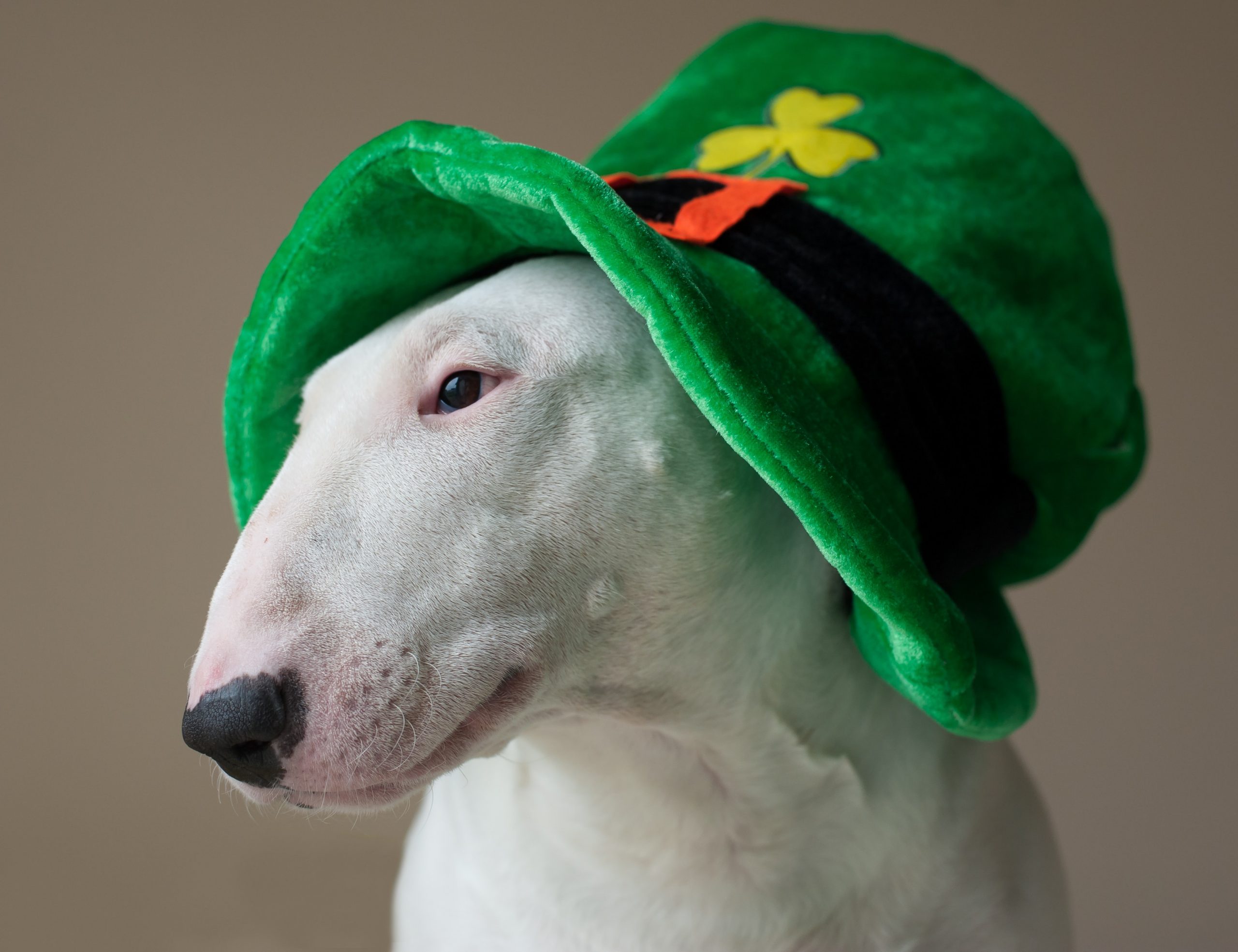 An Ode To St. Patrick